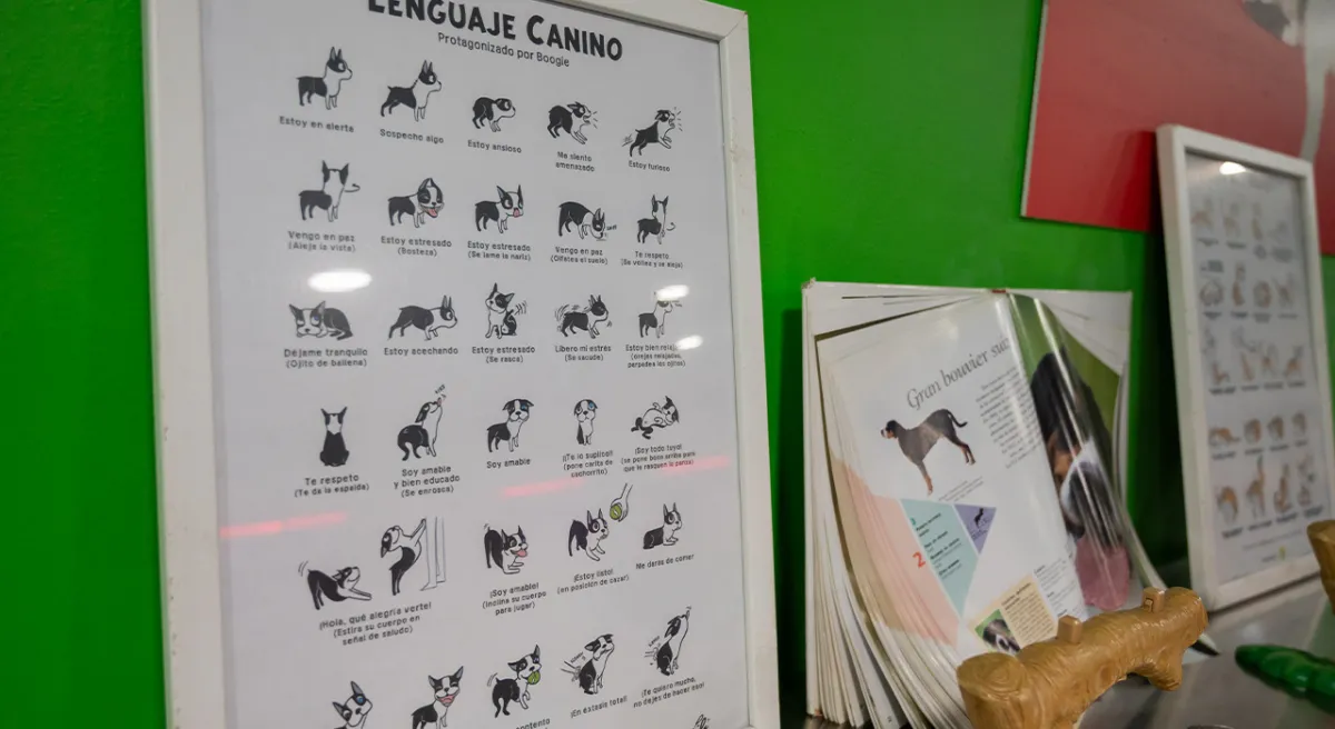 Carteles actividad veterinario