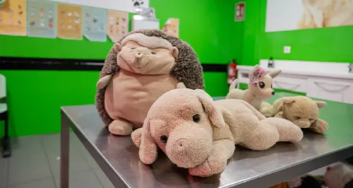Zona actividad veterinario